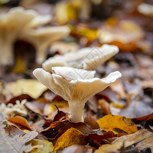 在秋天季节的高峰期漏斗蘑菇在森图片