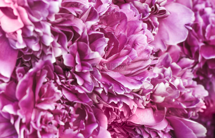 牡丹花淡紫色花瓣的背景图片