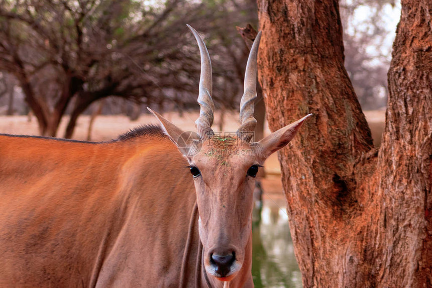 非洲最大的羚羊的美丽形象图片
