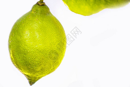 绿色柠檬在白色的树叶中被隔离含图片