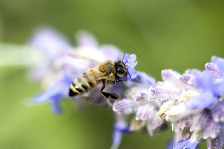 蜜蜂在熏衣草花上采集花粉蜜蜂图片