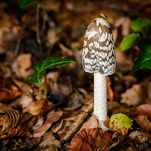 鸡粪秋天森林中的毒蘑菇背景