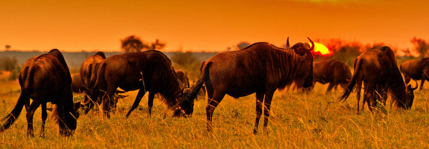 肯尼亚日落MaasaiMara公图片