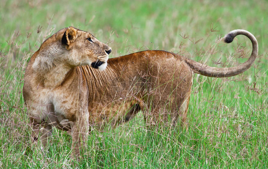 肯尼亚纳库鲁湖公园狮图片