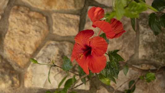 花园里美丽的红芙蓉花图片