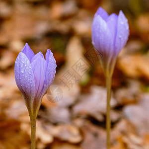 秋天花园的紫色红花crocusspec图片