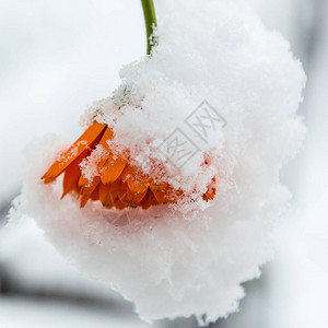 雪中秋花落叶园中冬图片