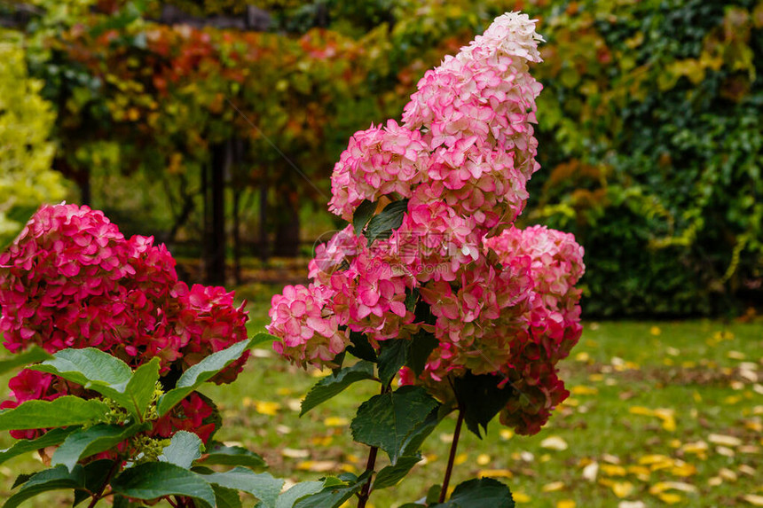 秋天花园的HydrangeaAfri图片