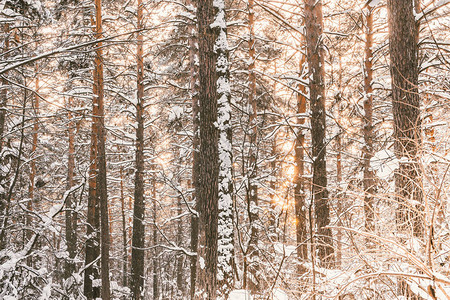 寒冬森林的阳光日落松图片