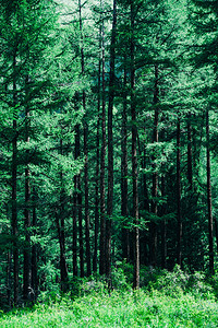夏日的松树林在针叶林徒步旅行图片