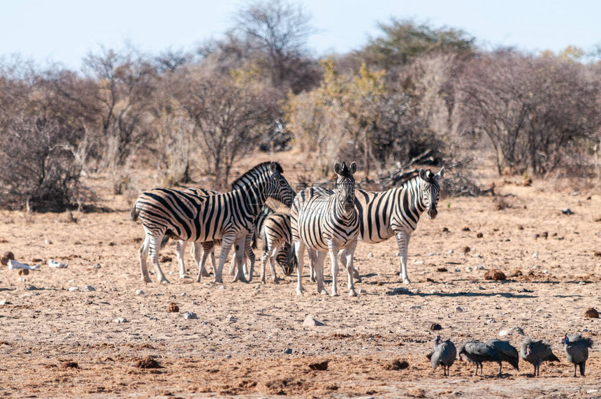 一群Burchells平原斑马Equusquoggaburchelli在纳米比亚Etosha公图片