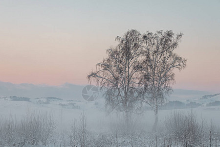 日出时的白雪在冬天雾中照耀图片