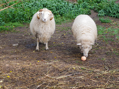 两只羊在一片绿色的草地上羊在吃苹果家养羊农业在草地上吃图片