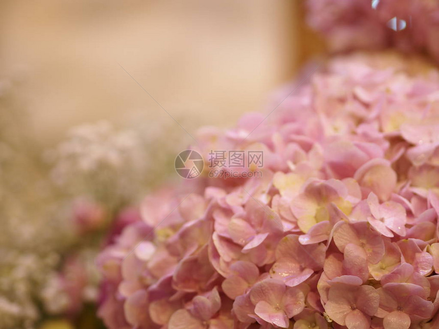 Hydranga或Ajisai粉色花朵图片
