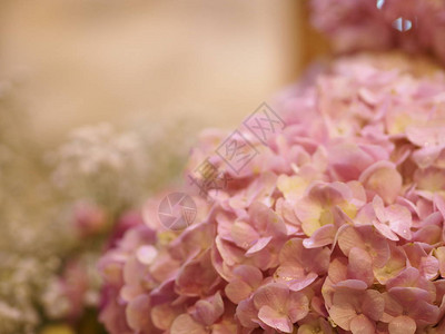 Hydranga或Ajisai粉色花朵图片