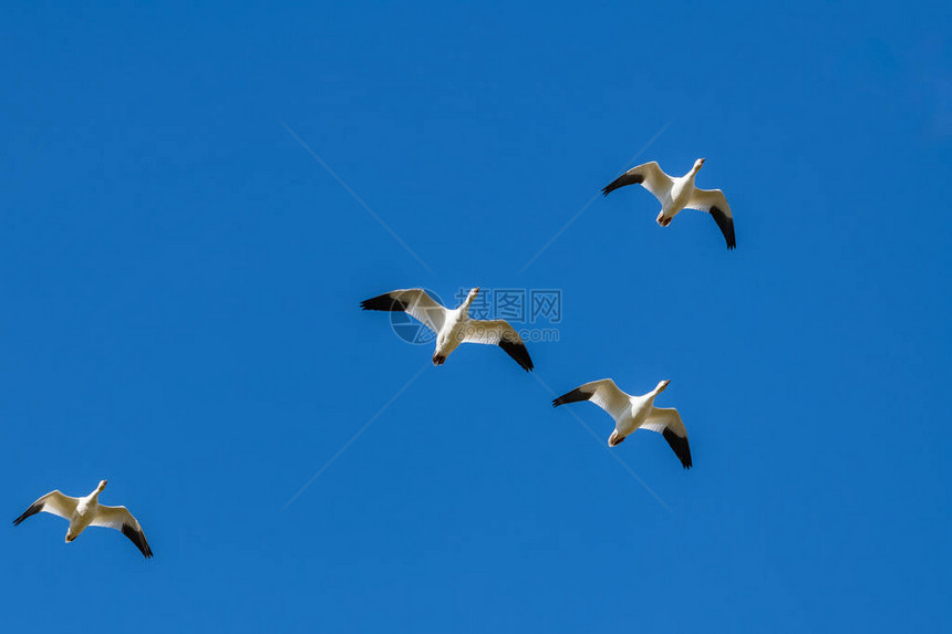 加拿大蓝天飞雪鹅图片
