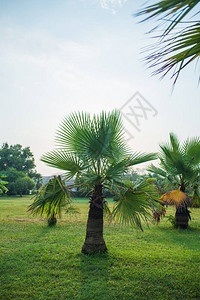 在蓝天背景的棕榈树图片