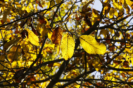 秋天的公园里有黄叶和棕叶在阳光明媚的图片