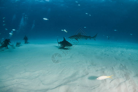 图片显示巴哈马的公牛鲨和虎鲨图片