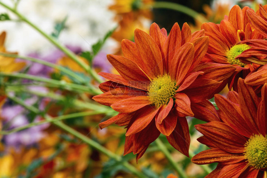 离焦的植物背景，橙色花卉模板，橙图片