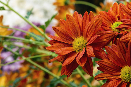离焦的植物背景，橙色花卉模板，橙背景图片