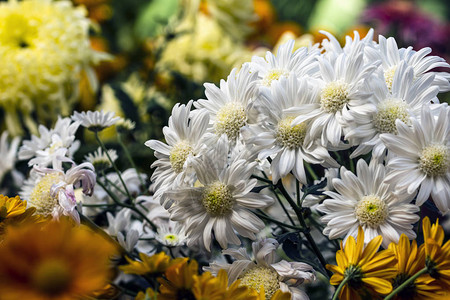 具有文本复制空间的散焦花卉背景具有选择性聚焦技术的花卉背景图片