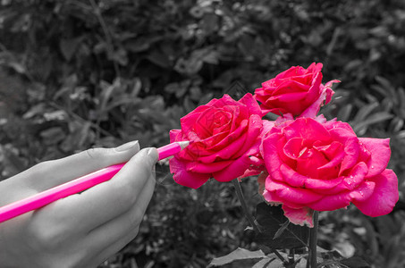 女孩用红色的玫瑰涂彩花盆黑色和白图片
