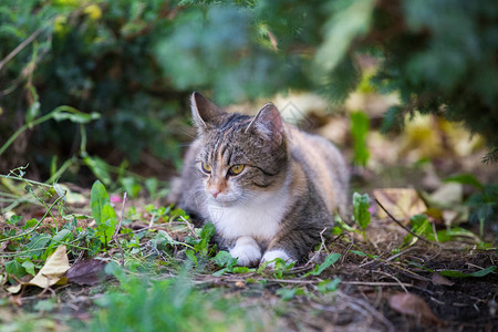 花园里收养的混种猫图片