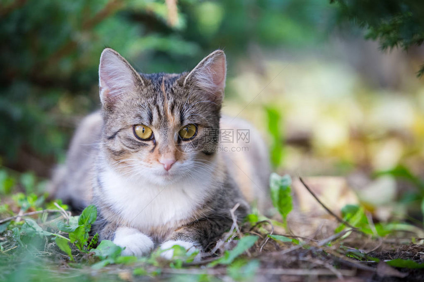 花园里收养的混种猫图片