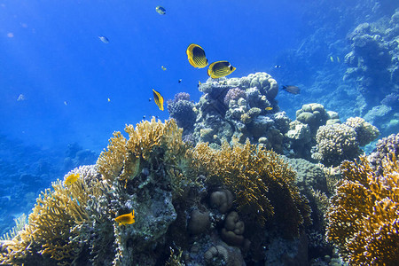 五颜六色的热带鱼在海洋中浣熊蝴蝶鱼美丽条纹咸水鱼在珊瑚图片