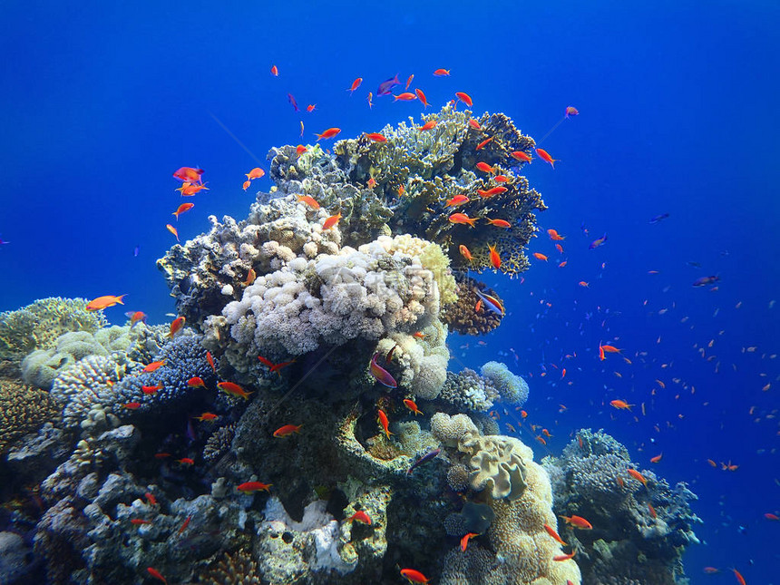 海洋中多彩热带鱼类图片