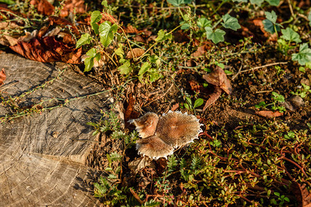 树林里一个老树桩上的假蘑菇图片