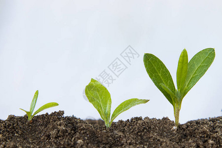 年轻的植物或树木的生长顺序图片