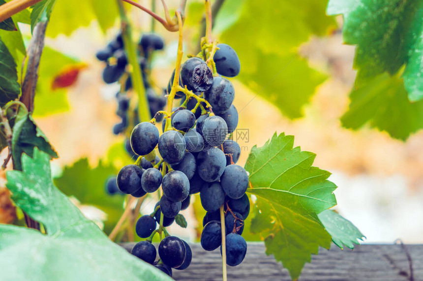 黑葡萄特写在葡萄园里收获成熟的葡萄有机健康水果用这种葡图片