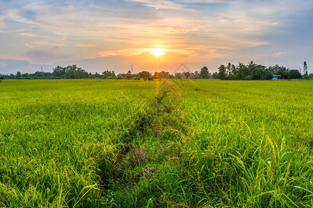 绿田玉米田或玉米的美丽环境景象在亚洲各国以日落天空为背景收获农业作物图片