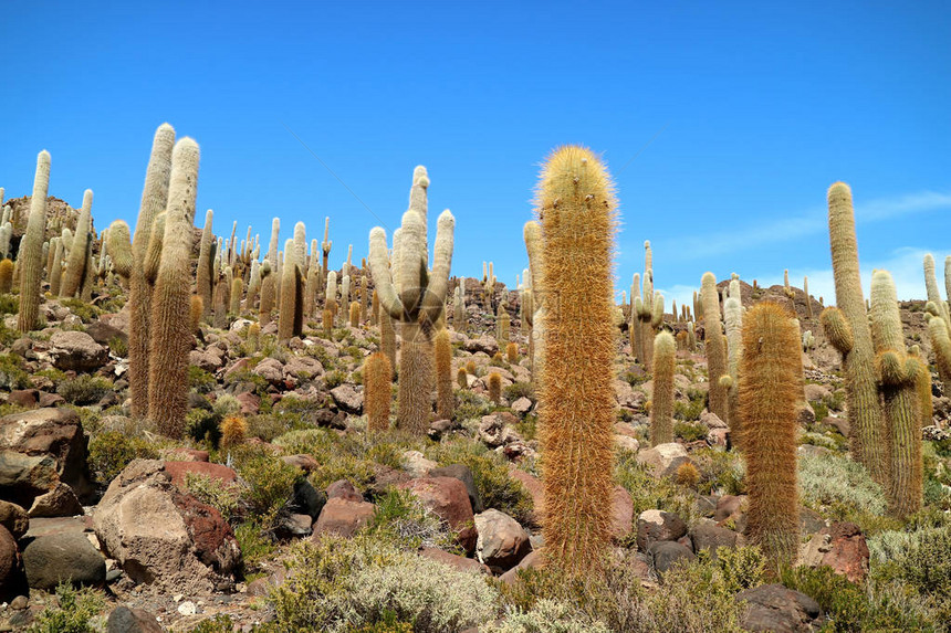 盐板上的落基植物玻利维亚和南美洲的不可计数巨型Cactus植物图片