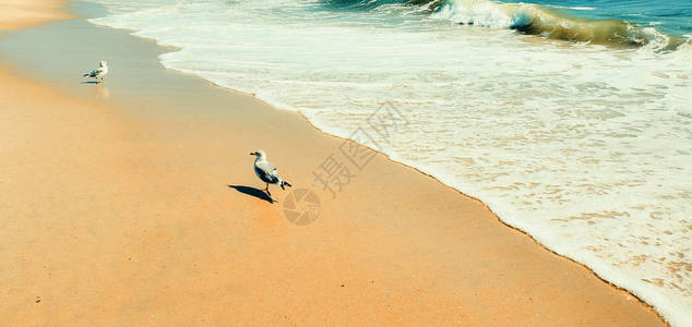 纽约海滩上的海鸥图片