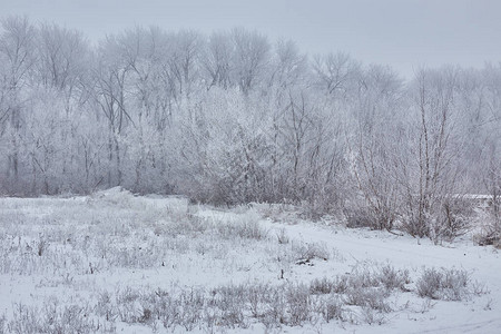 有一条土路和白桦林的冬日景观图片