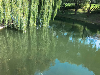 湖池塘和树枝中的绿开水图片