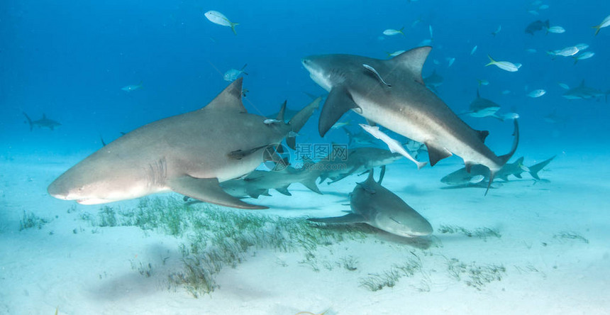照片显示巴哈马的加勒比海珊瑚礁鲨鱼和柠檬图片