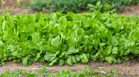 在温室里生菜叶种植绿地幼年生菜图片