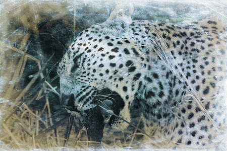 博茨瓦纳奥卡万戈三角洲豹的图片