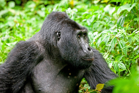 乌干达刚果和卢旺达边界布温迪不可渗透的森林公园中的山戈吉图片