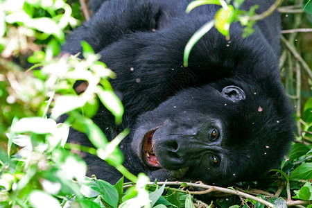 乌干达刚果和卢旺达边界布温迪不可渗透的森林公园中的山戈吉图片