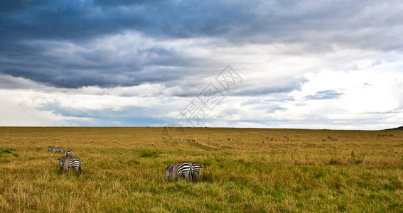 肯尼亚MaasaiMara的非洲风云图片