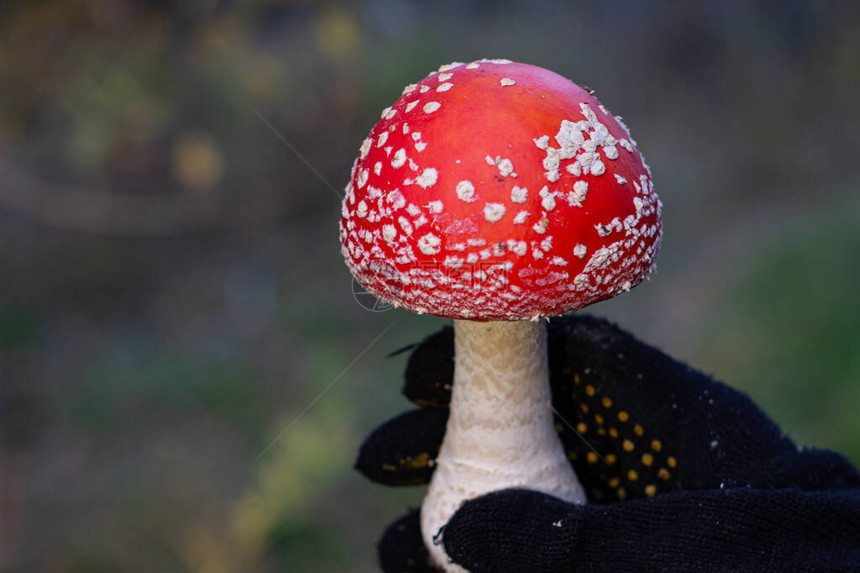 大自然中的红蘑菇蘑菇飞木耳图片