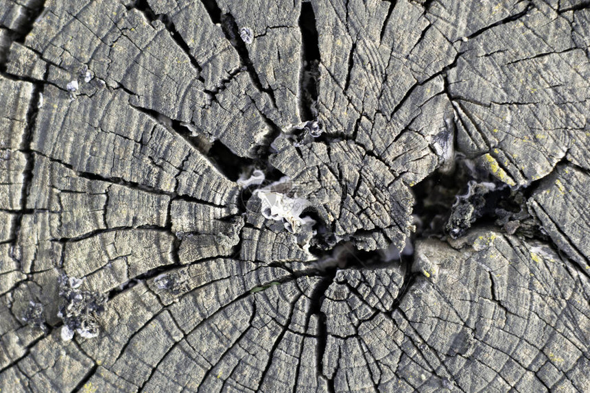 背景纹理背景的旧树桩破裂片图片