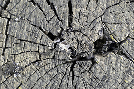 背景纹理背景的旧树桩破裂片图片