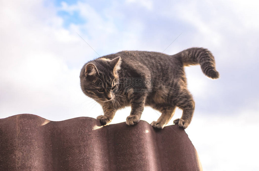 长的猫咪站在一堵薄的栅栏上照片在下面图片