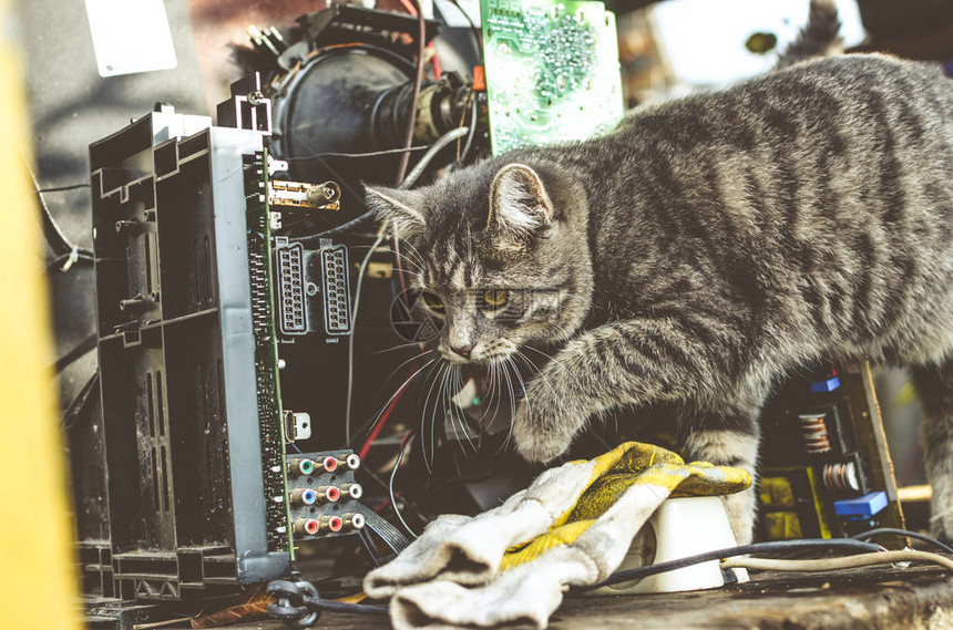 灰色虎斑小猫在后院带着工具在桌面上闲逛图片